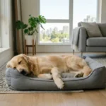 Como ensinar o cachorro a relaxar sozinho em diferentes ambientes do apartamento